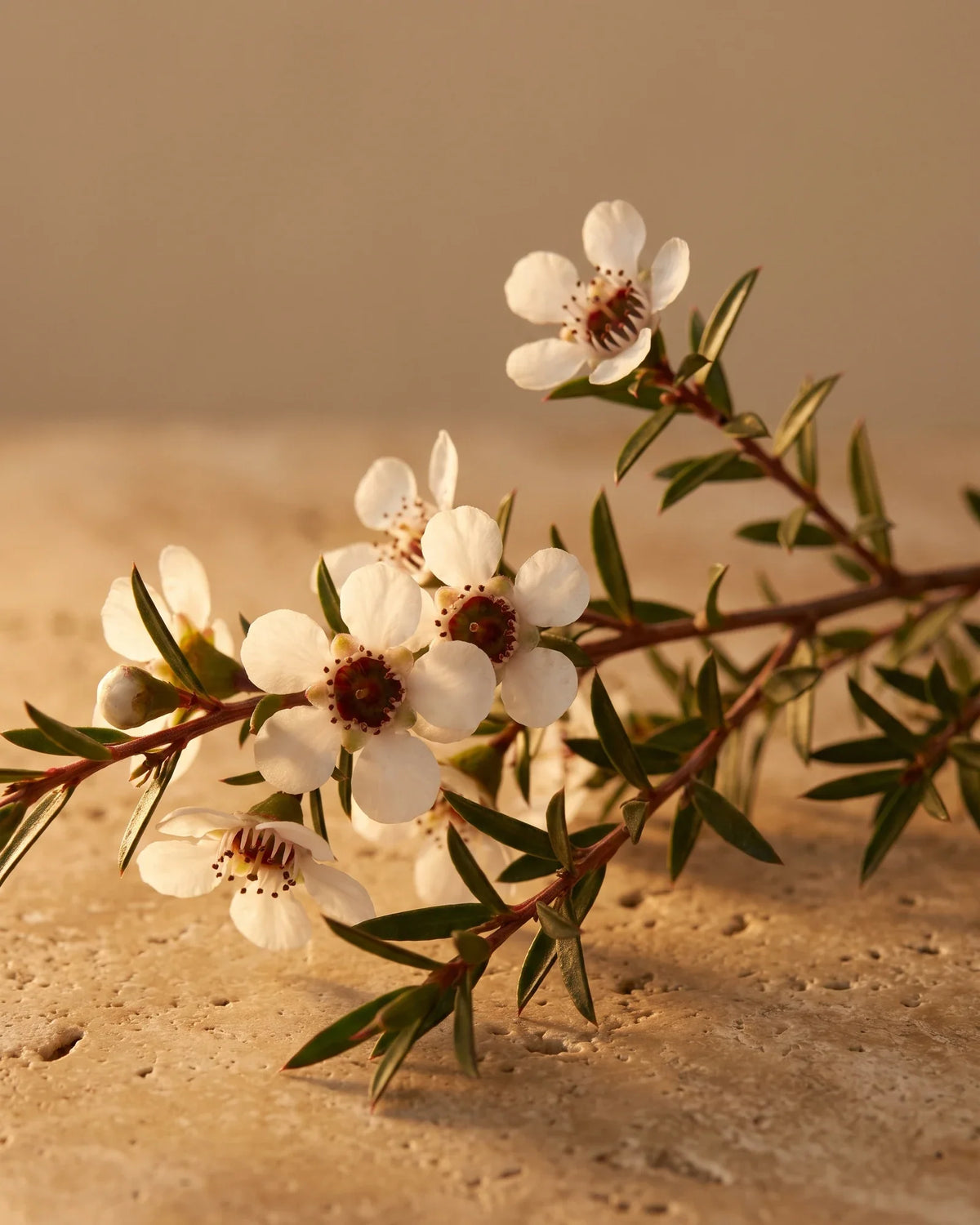 A flowering mānuka sprig with tiny white blossoms in warm backlight — the honeyed, herbal scent of Delune Mānuka Pure Essential Oil