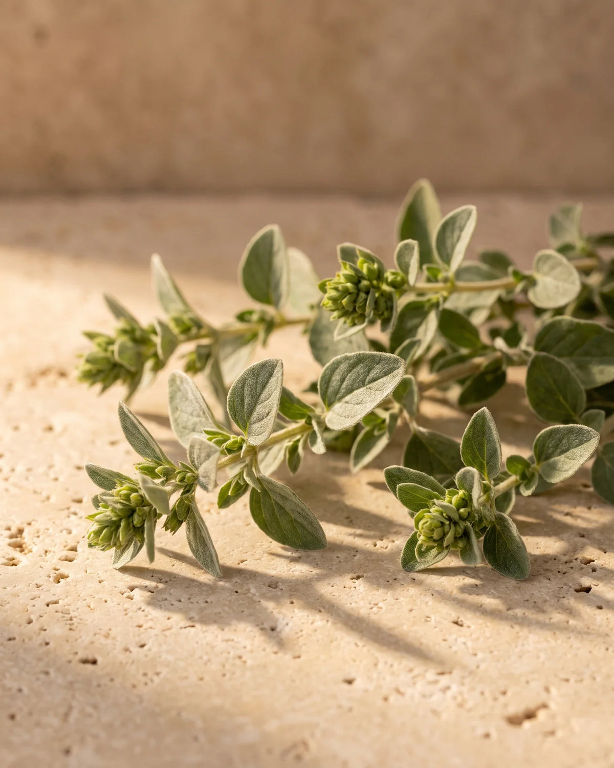 Fresh sweet marjoram sprigs with knot-like flower buds on warm travertine — the warm, herbaceous scent of Delune Marjoram Pure Essential Oil