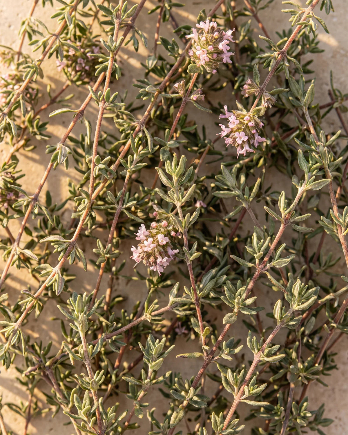 Fresh thyme sprigs with tiny pink flowers seen from above in warm light — the warm, spicy herbal scent of Delune Red Thyme Pure Essential Oil