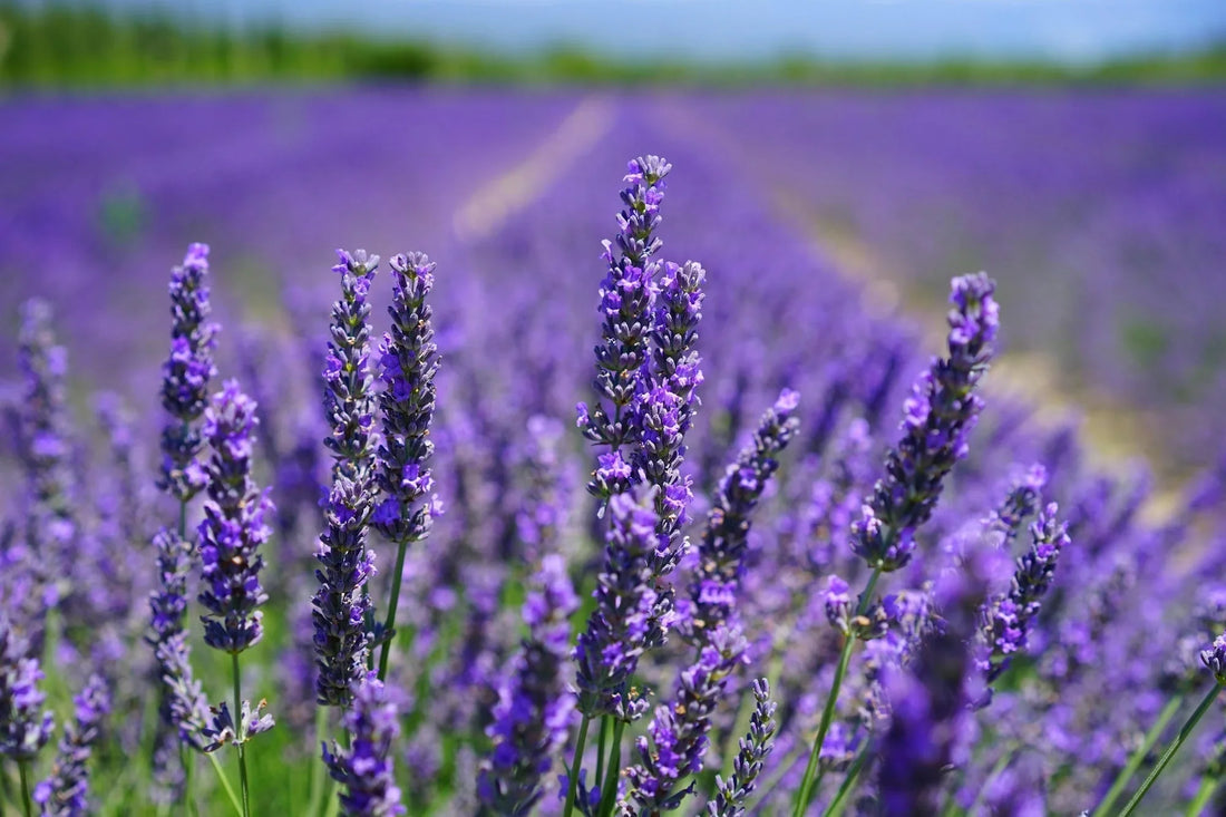 9 Lovely Benefits of Lavender Essential Oil (Yes, It's a Chill Miracle!) - Delune 