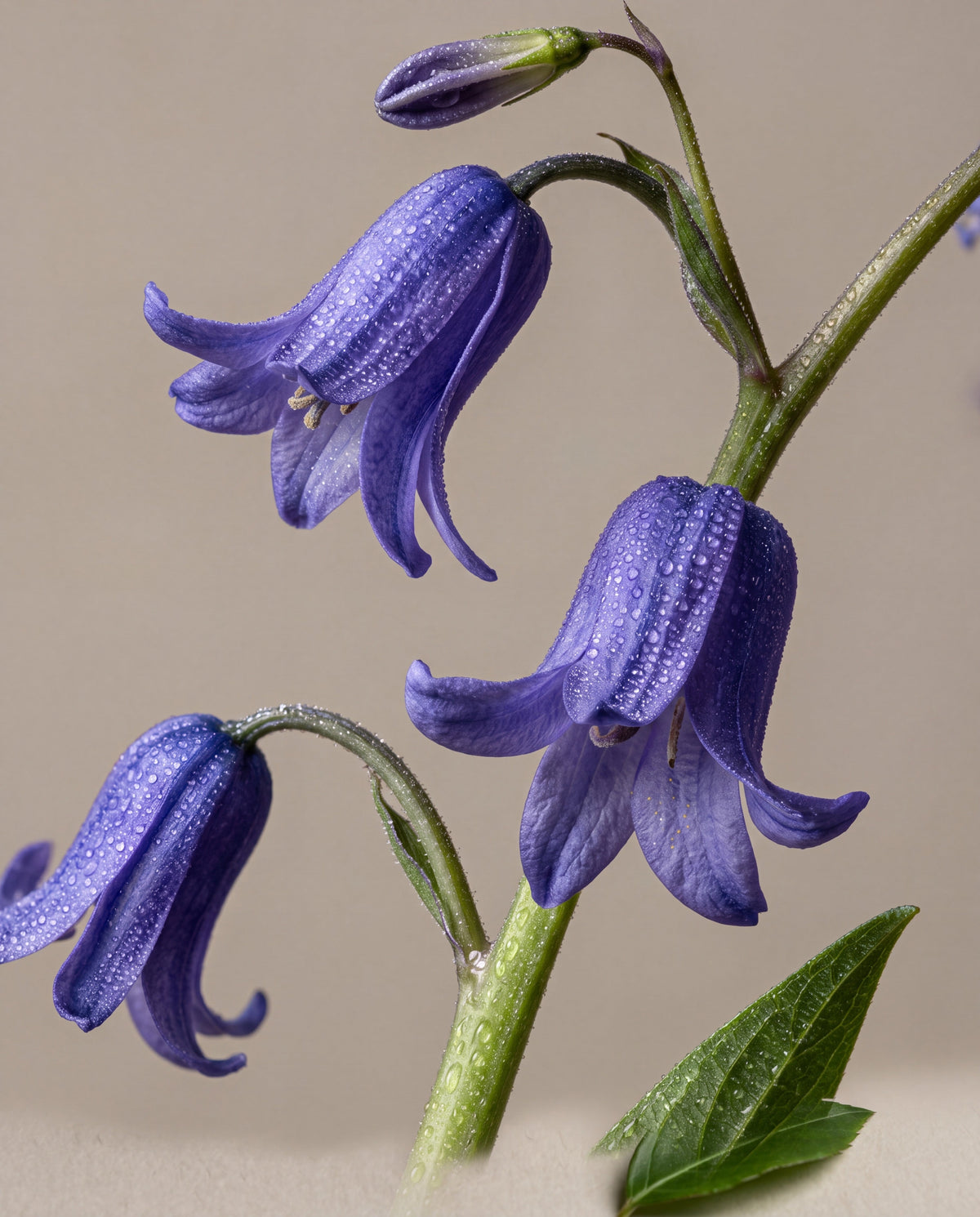 Bluebell Woods scent notes: arching stems of English bluebells