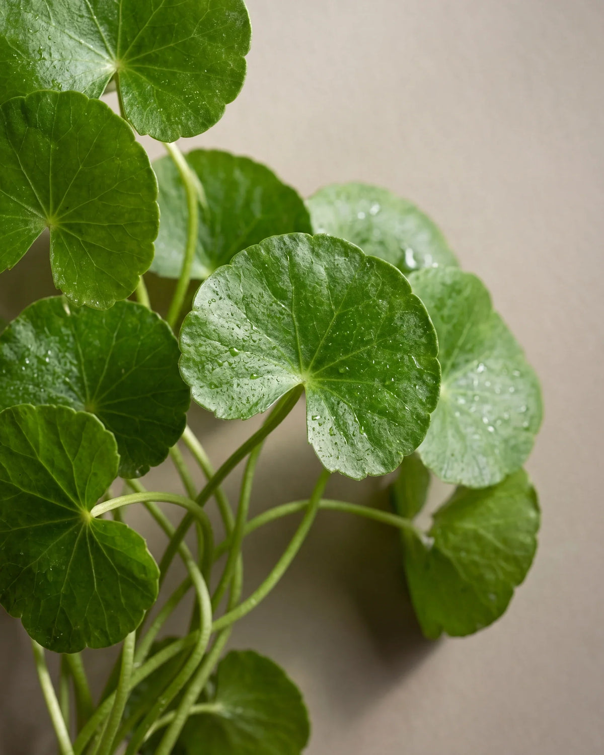 Delune Centella Asiatica Skin Extract botanical still life