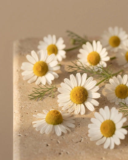 Fresh chamomile flowers scattered on warm bone travertine — the soft, apple-like scent of Delune Chamomile Roman Pure Essential Oil
