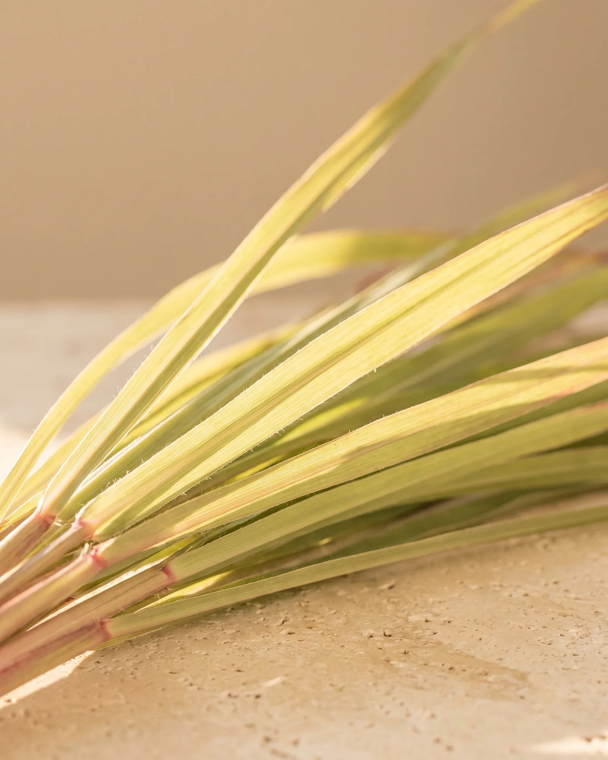 Fresh citronella grass blades glowing in warm backlight on travertine — the bright, lemony scent of Delune Citronella Pure Essential Oil