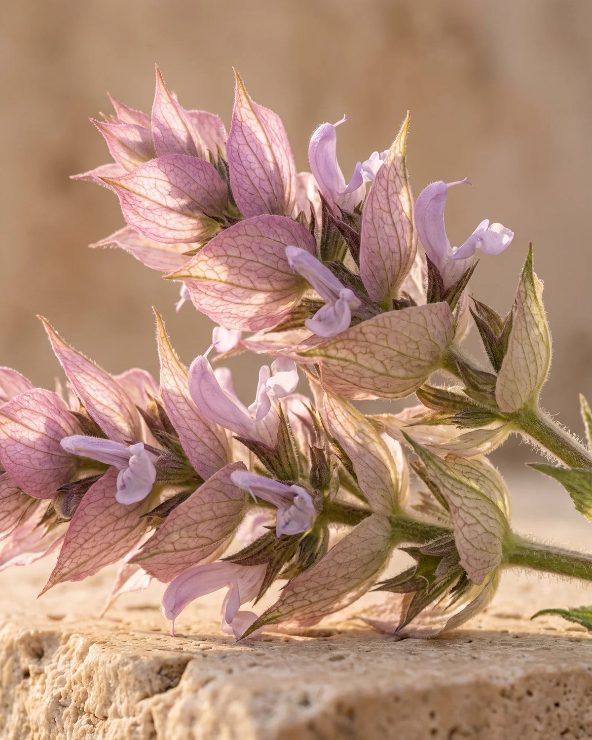 Clary sage flower spikes with pink-lilac bracts in warm backlight — the herbaceous, musky scent of Delune Clary Sage Pure Essential Oil