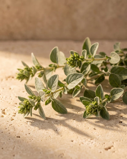 Fresh sweet marjoram sprigs with knot-like flower buds on warm travertine — the warm, herbaceous scent of Delune Marjoram Pure Essential Oil