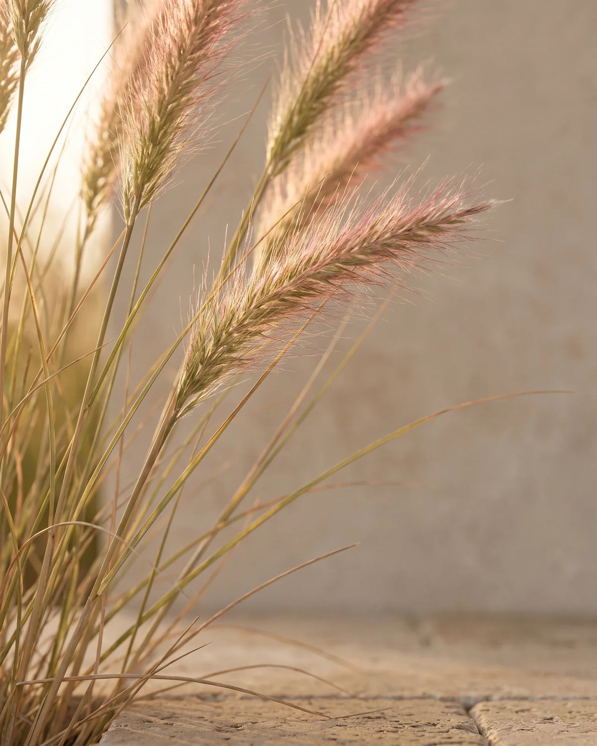Feathery palmarosa grass heads backlit by warm sunlight — the soft, rosy scent of Delune Palma Rosa Pure Essential Oil