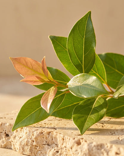 Fresh ravintsara leaves with coppery new growth in warm backlight — the fresh, camphorous scent of Delune Ravintsara Pure Essential Oil