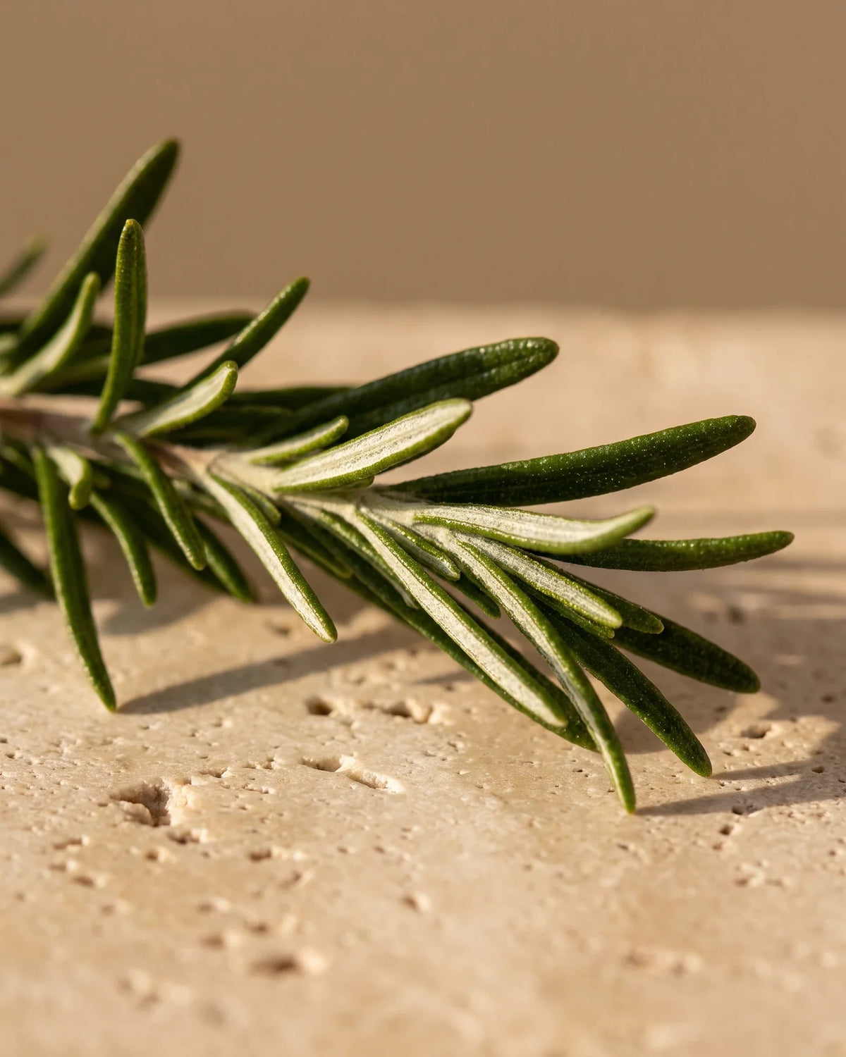 A fresh rosemary sprig lit by low warm sunlight on bone travertine — the sharp, herbal scent of Delune Rosemary Pure Essential Oil