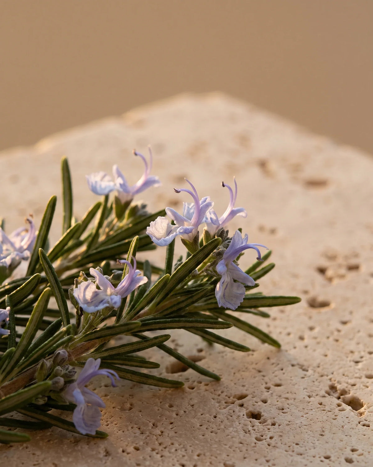 Rosemary sprigs in bloom with pale blue-violet flowers in warm light — the soft, herbal scent of Delune Rosemary Verbenone Pure Essential Oil