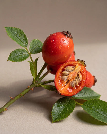 Delune Virgin Rosehip Seed Oil botanical still life