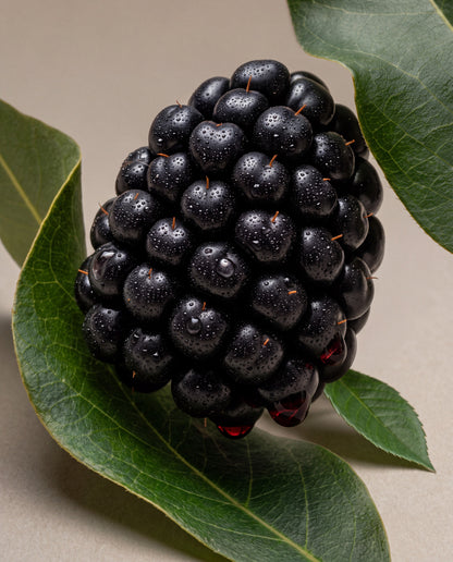 Bramble & Blackberry scent notes: a ripe blackberry between bramble leaves