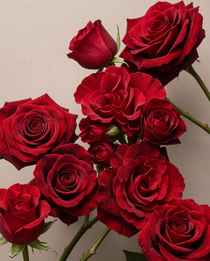 Red, Red Rose scent notes: a cluster of velvet red roses